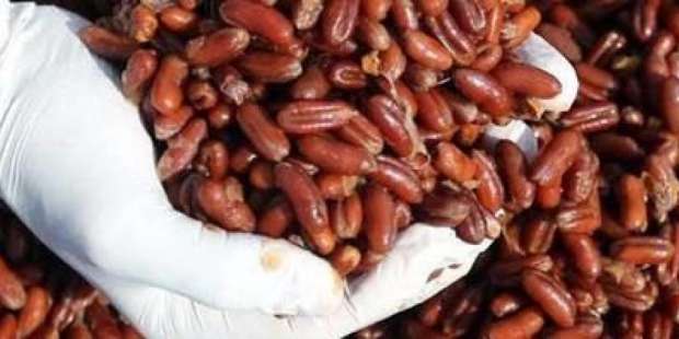 مفاجأة في نواة البلح هتوفرلك ألف جنيه في كيلو البن