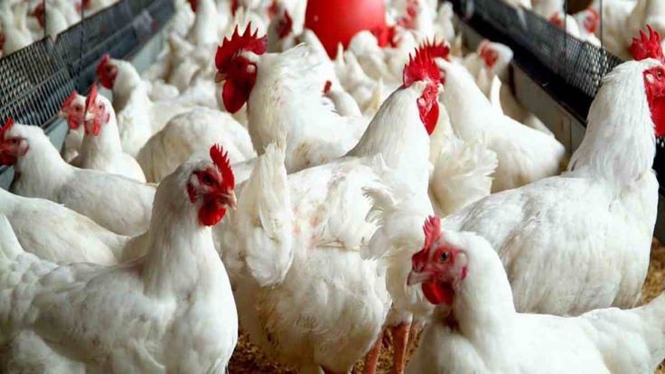 أسعار الدواجن والبيض اليوم الثلاثاء 12 مارس
