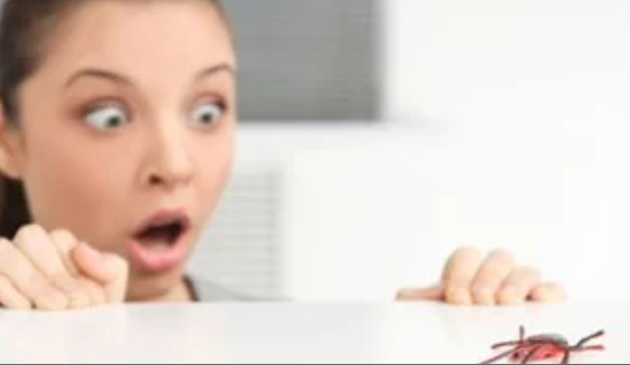 حشرات الصيف في المنزل.. طرق طبيعية للتخلص منها