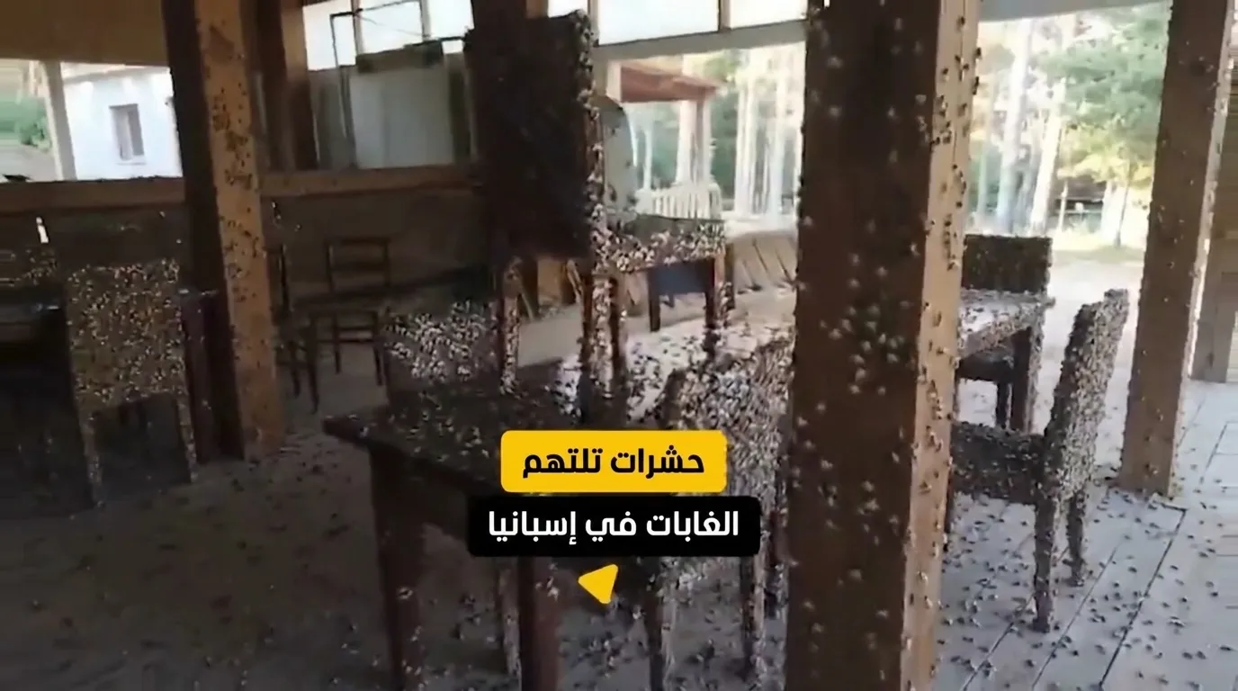 كارثة بيئية في إسبانيا تلتهم الغابات الخضراء وتهدد المناخ العالمي